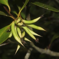 Aegiceras corniculatum (L.) Blanco